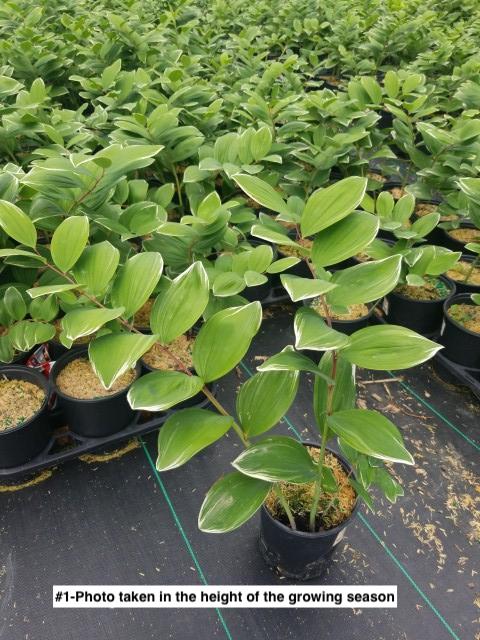 POLYGONATUM ODORATUM `VARIEGATUM`