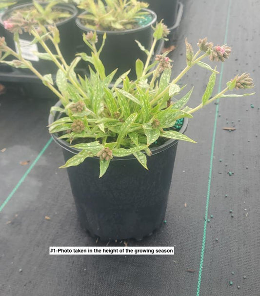 PULMONARIA `RASPBERRY SPLASH`