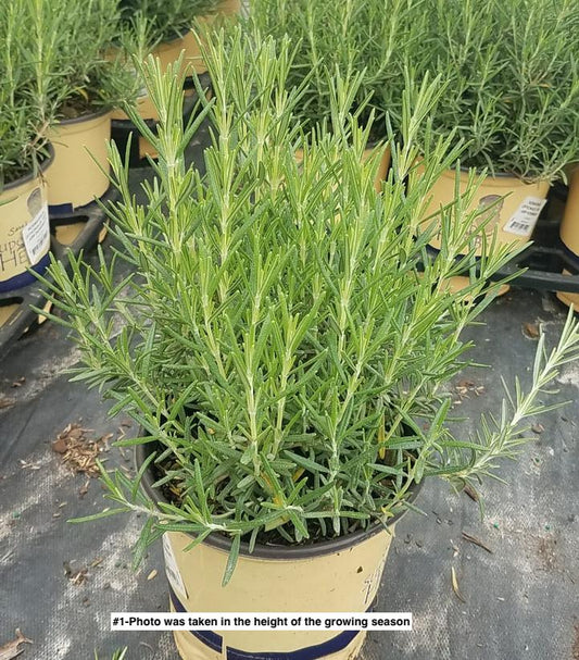 ROSMARINUS OFFICINALIS `ARP` - ARP ROSEMARY