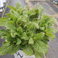 SALVIA `VIOLET PROFUSION`