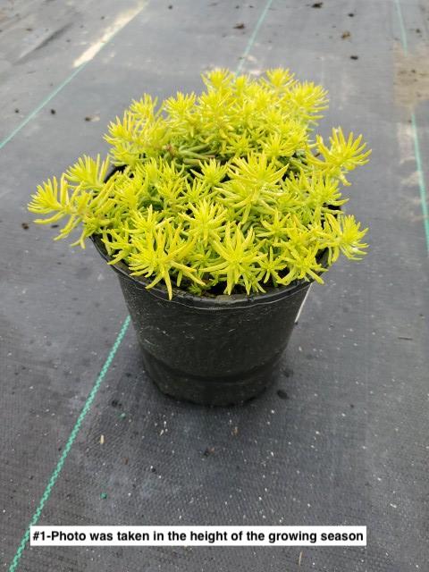 SEDUM `PRIMA ANGELINA`