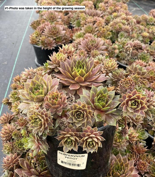 SEMPERVIVUM `PEGGY`