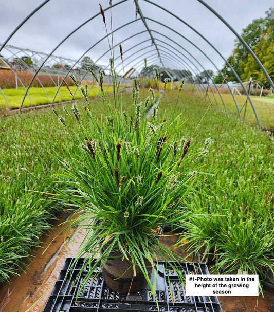 SESLERIA CAERULEA