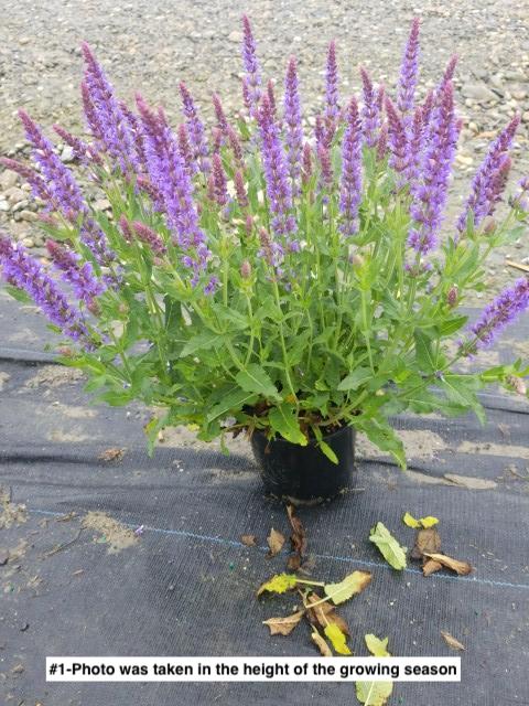 SALVIA `BLUE HILL`