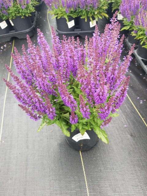 SALVIA NEMOROSA `MARCUS`