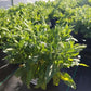SALVIA `SNOW HILL`