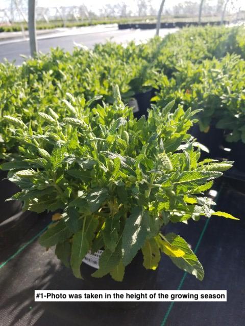 SALVIA `SNOW HILL`