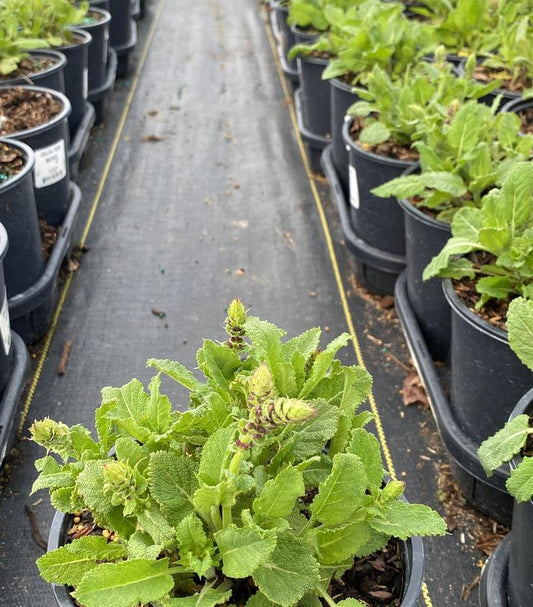 SALVIA `ROSE MARVEL`