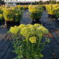 SEDUM SPECTABILE `AUTUMN JOY`