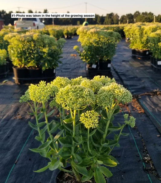 SEDUM SPECTABILE `AUTUMN JOY`