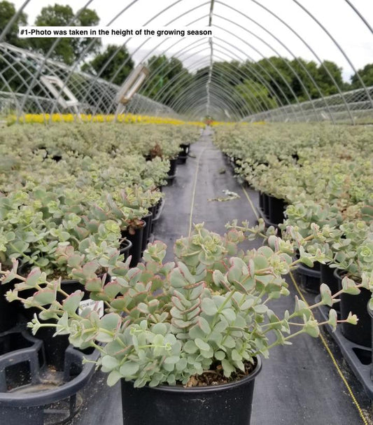 SEDUM SIEBOLDII