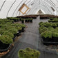 SEMPERVIVUM `PILIOSEUM`