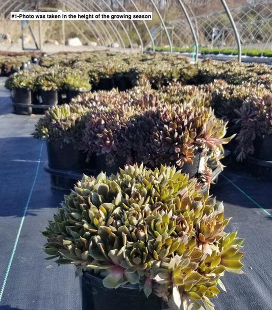 SEMPERVIVUM `SILVERINE`