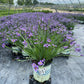 SISYRINCHIUM ANGUSTIFOLIUM `LUCERNE`