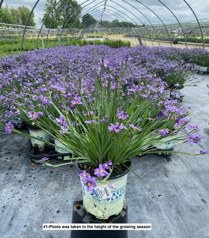 SISYRINCHIUM ANGUSTIFOLIUM `LUCERNE`