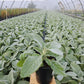 STACHYS `HELEN VON STEIN`