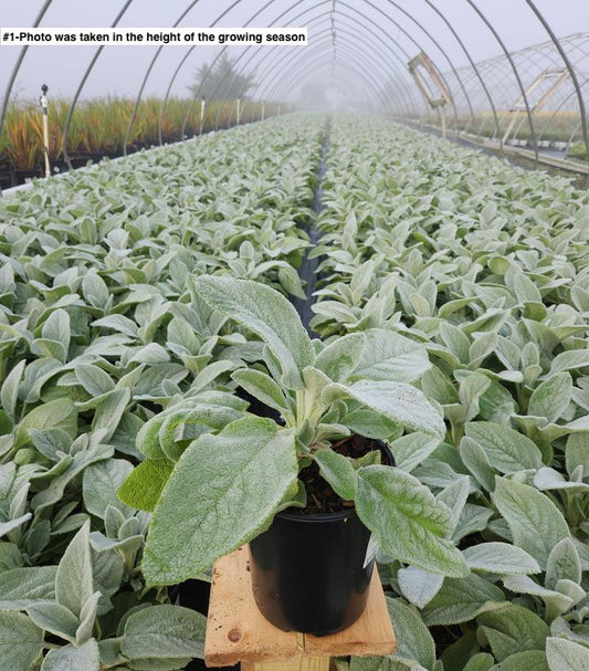 STACHYS `HELEN VON STEIN`