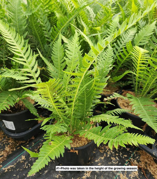 THELYPTERIS DECURSIVE-PINNATA