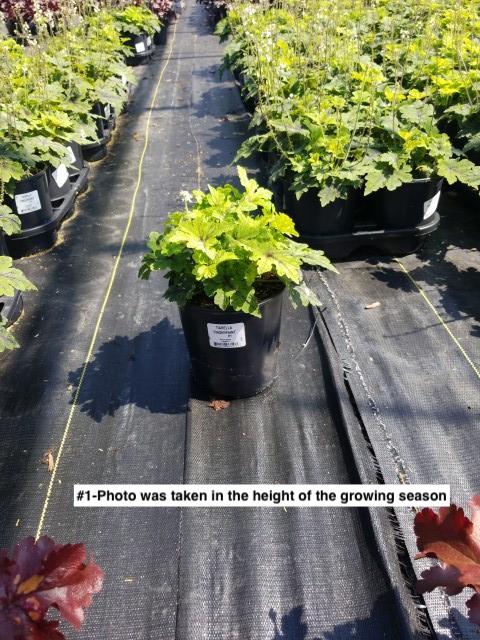 TIARELLA `FINGERPAINT`