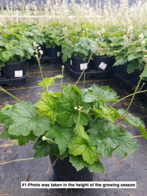 TIARELLA CORDIFOLIA