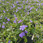 VINCA MINOR `BOWLES`