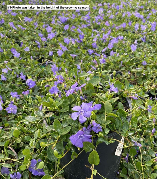 VINCA MINOR `BOWLES`