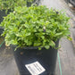 VIOLA `PENNY DENIM JUMP-UP`