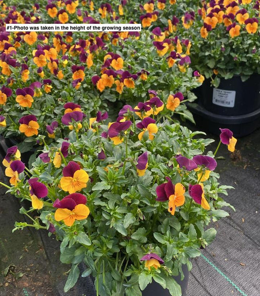 VIOLA `PENNY ORANGE JUMP-UP`