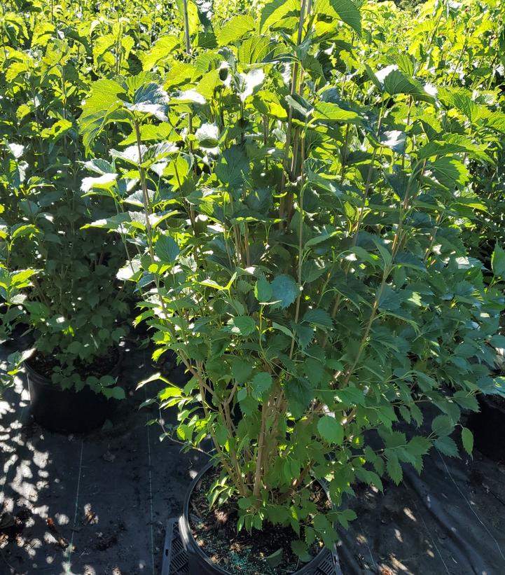 VIBURNUM DENTATUM `BLUE MUFFIN`