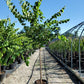 CERCIS CANADENSIS - SINGLE STEM