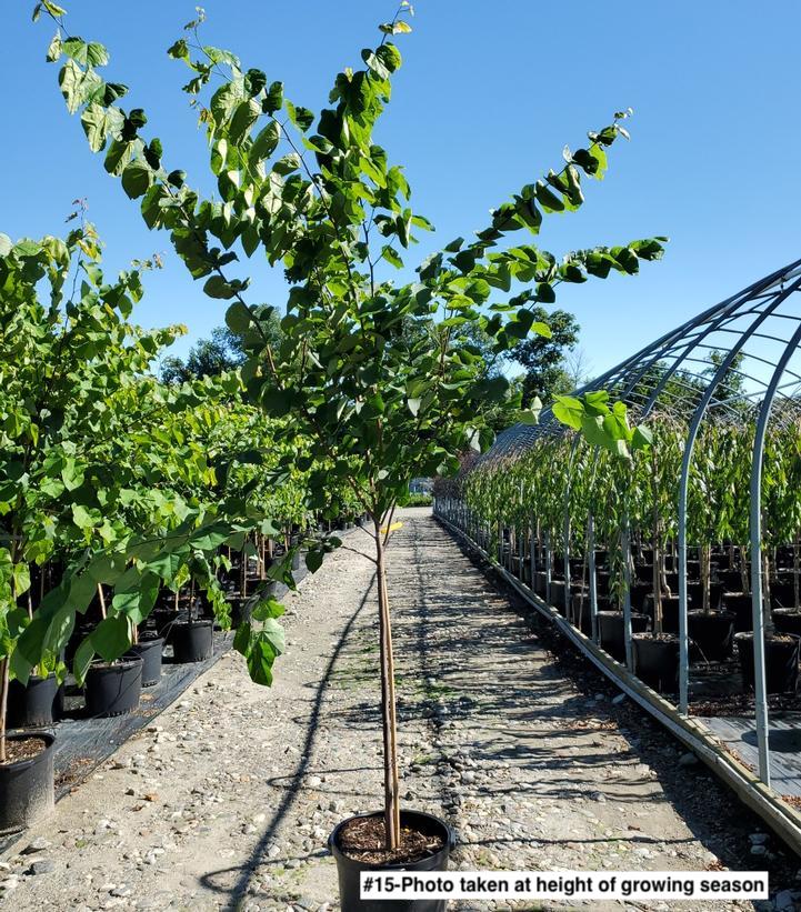 CERCIS CANADENSIS - SINGLE STEM