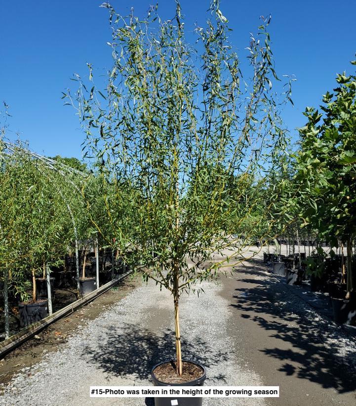 SALIX MATSUDANA X `GOLDEN CURLS`