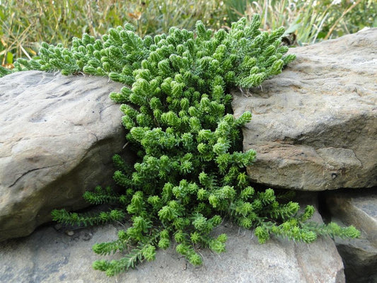 SEDUM SEXANGULARE - 3`` POT