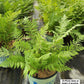 ATHYRIUM FILIX FEMINA `LADY IN RED`