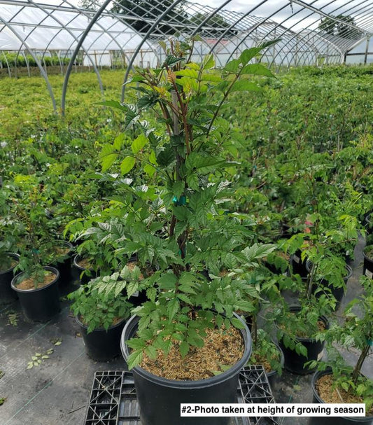 CAMPSIS X TAG. `MADAME GALEN`