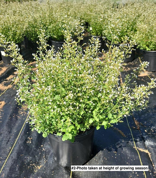 CALAMINTHA NEPETOIDES `WHITE CLOUD`