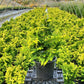 CHAMAECYPARIS OBTUSA `FERNSPRAY GOLD`