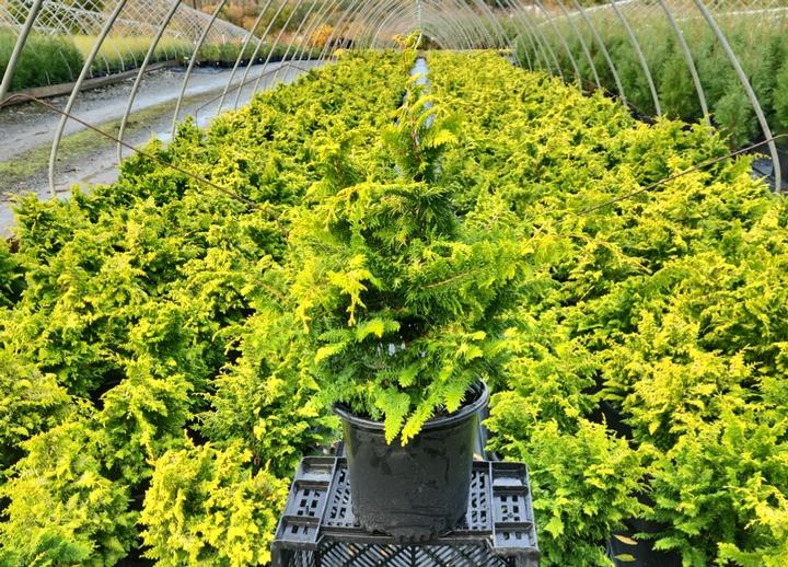 CHAMAECYPARIS OBTUSA `FERNSPRAY GOLD`