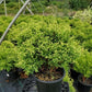 CHAMAECYPARIS PISIFERA `CREAM BALL`