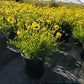COREOPSIS BIG BANG `COSMIC EYE`