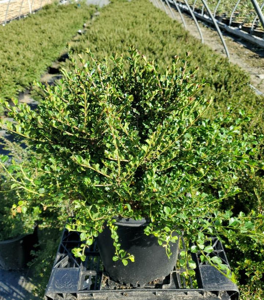 COTONEASTER ADPRESSUS `LITTLE GEM`