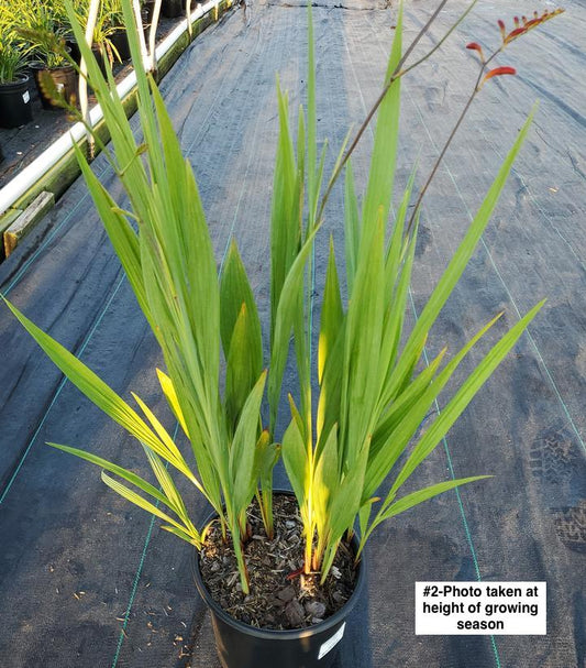 CROCOSMIA MAS. `LUCIFER`