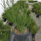 CYTISUS SCOPARIUS `LENA`