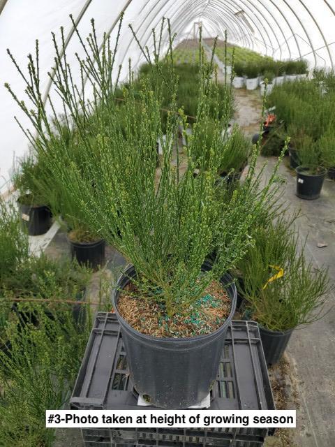 CYTISUS SCOPARIUS `LENA`