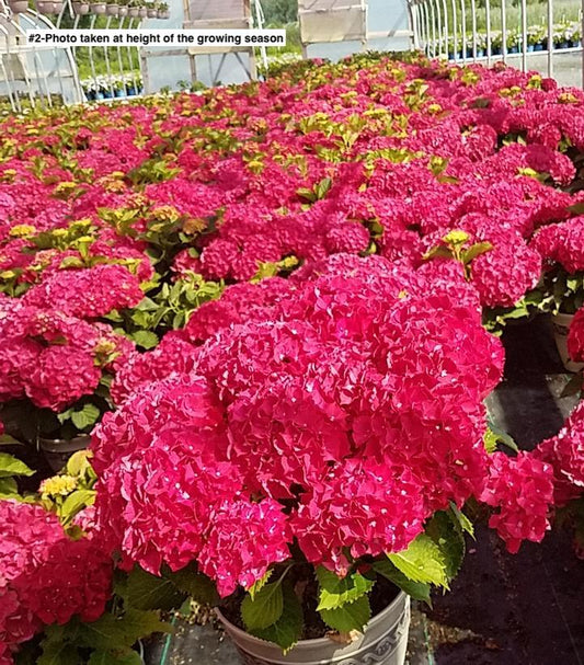 HYDRANGEA M HI `FIRE`