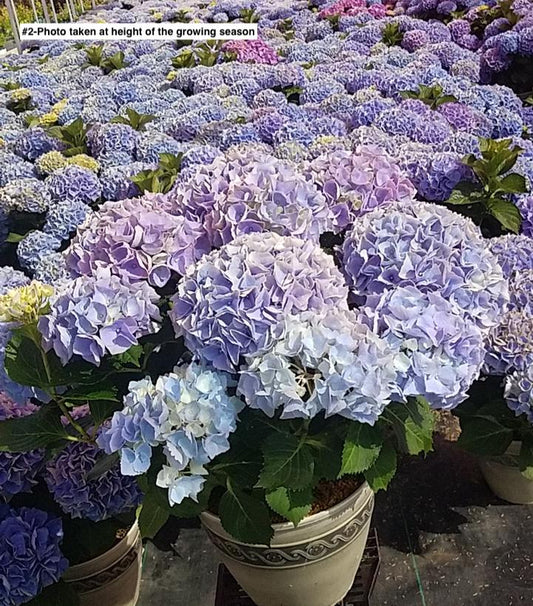 HYDRANGEA M HI `RIVER`