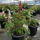 DICENTRA SPECTABILIS