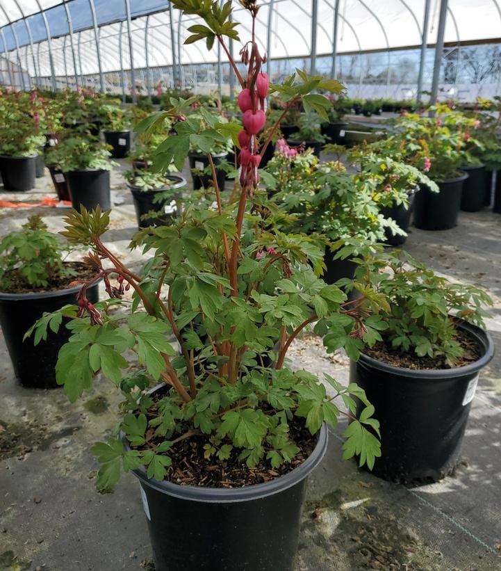 DICENTRA SPECTABILIS