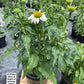 ECHINACEA PURPUREA `POW WOW WHITE`
