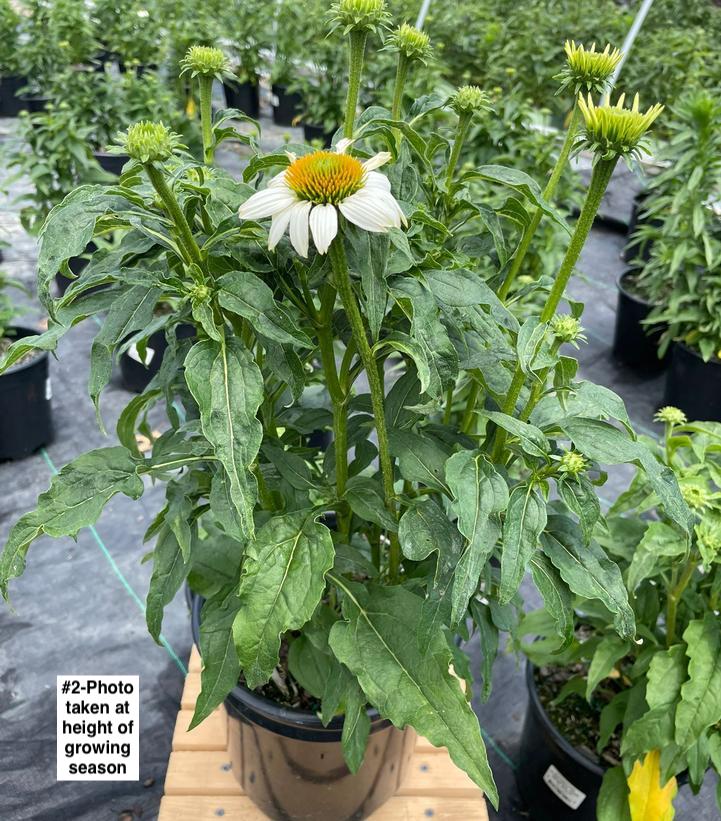 ECHINACEA PURPUREA `POW WOW WHITE`